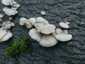 Hasadtlemezű gomba (Schizophyllum commune), Budai-hegység